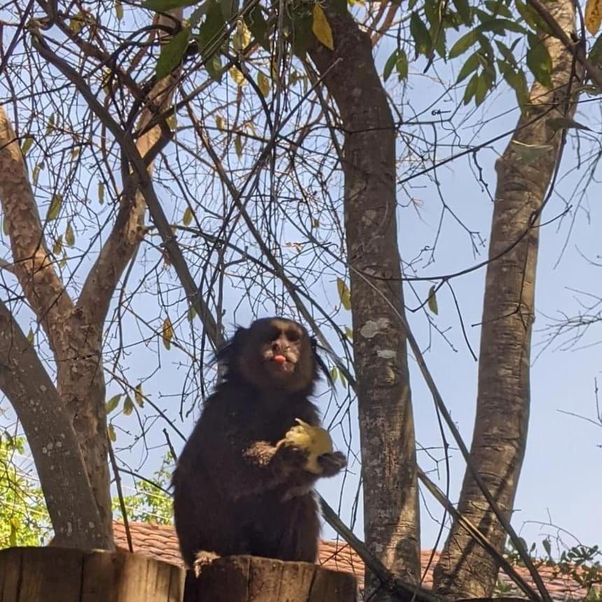 Templarios Ecovilla Pousada Pirenópolis Dış mekan fotoğraf