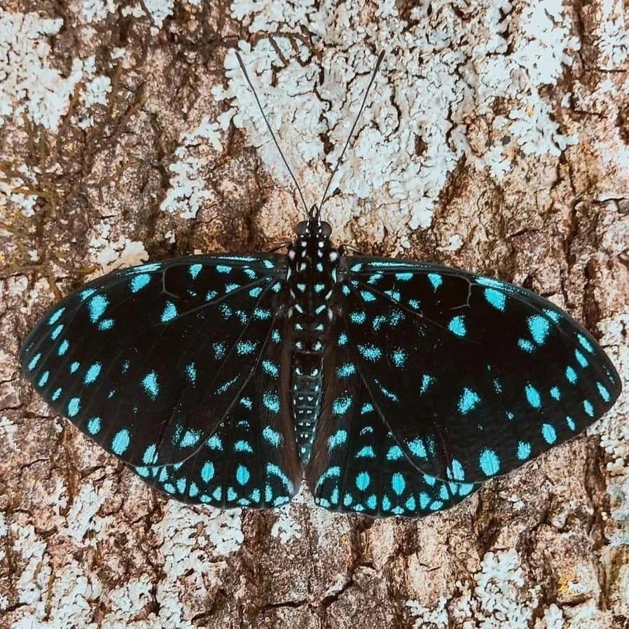 Templarios Ecovilla Pousada Pirenópolis Dış mekan fotoğraf