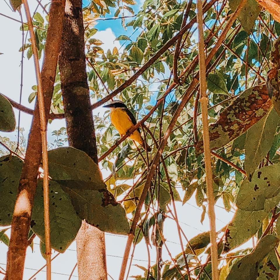 Templarios Ecovilla Pousada Pirenópolis Dış mekan fotoğraf